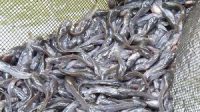 Panen Raya Ikan Lele Pemkab Sijunjung Dorong Setiap Daerah Lakukan Hal Ini