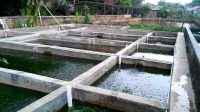 Pemkab Agam Terima Lonjakan Permintaan Bibit Ikan Hingga Juli 2020