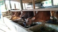 Pemkab Pessel Integrasikan Pemeliharaan Sapi dengan Perkebunanan Sawit