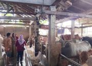 800 Sapi Jantan Siap Kurban di Pariaman