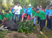 Bank Nagari Berkurban, Salurkan Daging ke Daerah Kekurangan