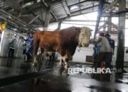 Kementan Awasi Sapi Kurban di Seluruh Indonesia