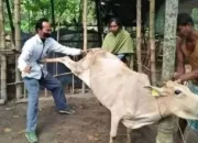 Sapi Kurban Tendang Pria Lansia Tanah Datar Hingga Tewas