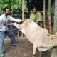 pria-lansia-di-tanah-datar-meninggal-ditendang-sapi-kurban,-begini-kronologinya