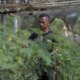 500-ha-lahan-kering-dan-kritis-disulap-jadi-ladang-bahan-baku-biomassa