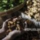 ekspor-bumbu-dan-rempah-indonesia-ke-mesir-meningkat-tajam