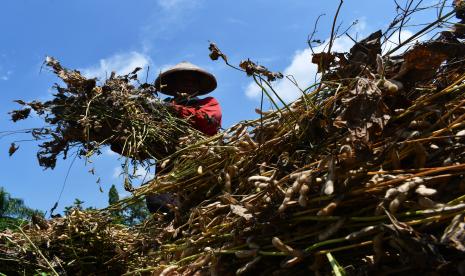 pemerintah-mulai-produksi-kedelai-dan-bawang-putih-untuk-tekan-impor