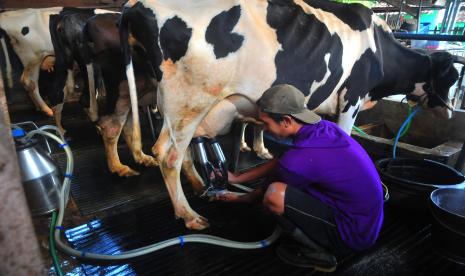 kementan impor-1.573-sapi-perah,-perkuat-produksi-susu-nasional
