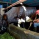 dapatkan-fasilitas-pembiayaan-dan-transaksi-dari-bri,-klaster-susu-di-ponorogo-berhasil-tingkatkan-kapasitas-produksi