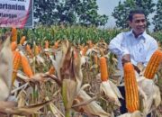 Mentan Pacu Ekspor Jagung, Produksi Nasional Diklaim Surplus