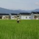 di-tengah-keterbatasan-lahan,-padang-masih-pertahankan-produksi-padi-4,65-ton-per-hektare