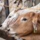 40-ribu-lebih-sapi-impor-masuk-ri,-siap-pasok-program-mbg