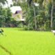 jaringan-irigasi-dibangun,-petani-di-padang-tidak-galau-lagi-akan-kekurangan-air