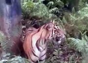 Harimau Lintasi Jalan Palupuh, BKSDA Turun Tangan!