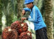 Gambir Dorong Ekonomi Sumbar, Optimisme Menguat