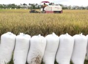Bulog Serap Gabah Petani, Digitalisasi Pembayaran Dimulai