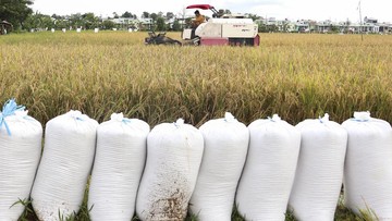 bulog-ingin-pembayaran-gabah-nontunai,-jalin-kerja-sama-bank-negara