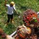 harga-buah-kelapa-sawit-kaltim-rontok-di-januari-2026,-penurunan-terparah-hantam-tbs-usia-muda
