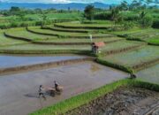 Prabowo Kunci Lahan Sawah, Alih Fungsi Terkendali