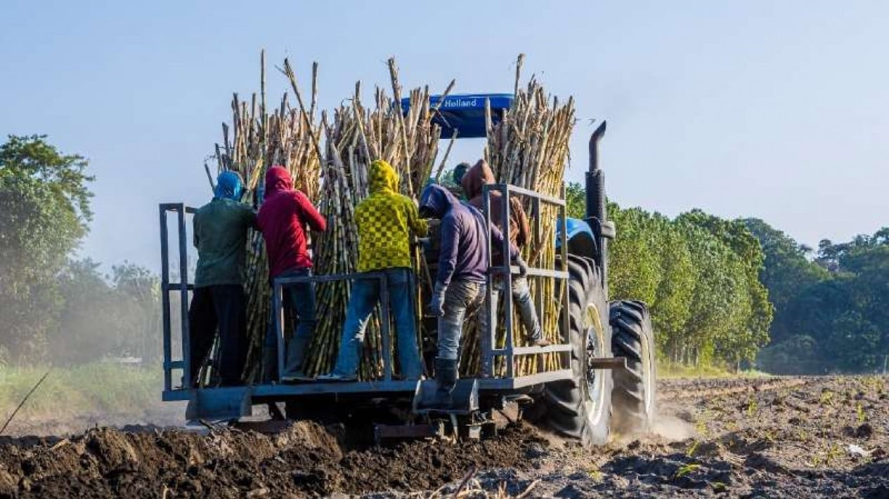 asosiasi-petani-tebu-rakyat-sebut-kerugian-sugar-co-akibat-manajemen-tidak-kreatif