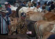 Siasati Kenaikan Harga Kurban dengan Menabung Dini