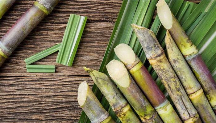 PTPN Perkuat Pasokan Baku Bioetanol Nasional