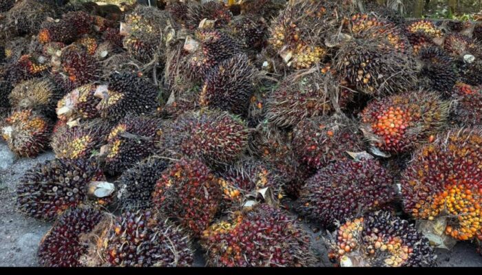 Sei Mangkei Percepat Hilirisasi Sawit Tingkatkan Nilai Tambah
