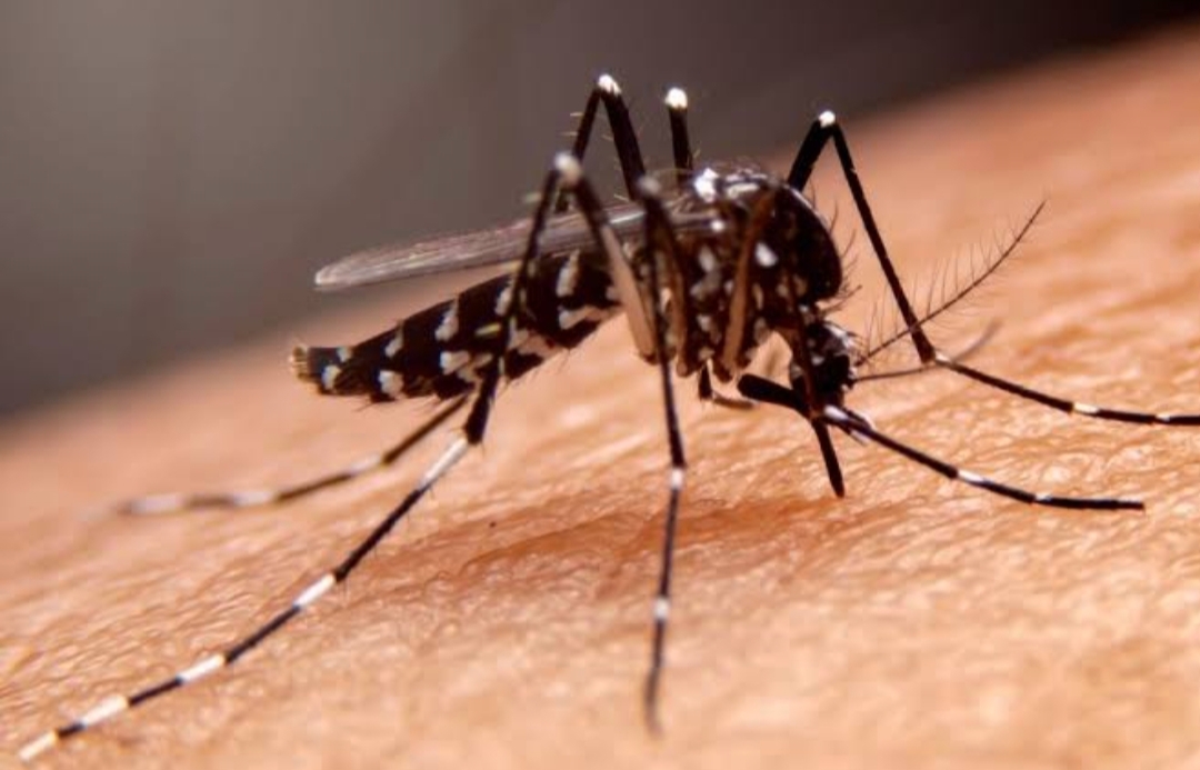 virus -dbd-serang-lubuk-basung,-10-orang-telah-terjangkit