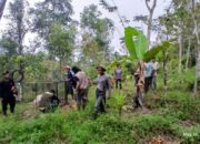 BKSDA Pasang Perangkap Antisipasi Kemunculan Harimau di Palupuah Agam