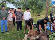 Bank Nagari Salurkan Puluhan Hewan Kurban di Sumatera Barat
