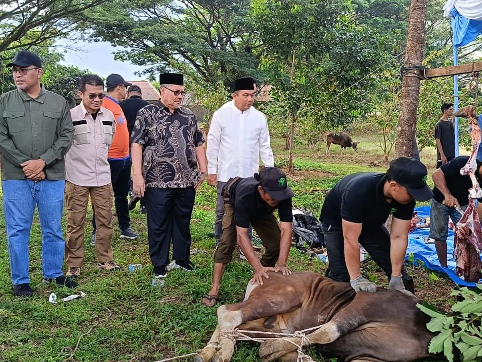 bank-nagari-salurkan-puluhan-hewan-kurban-bagi-masyarakat-sumbar