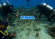 PNM Menanam Mangrove dan Terumbu Karang demi Ekosistem Pesisir