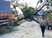 Truk Tabrak Pohon, Akses Jalan Padang-Solok Sempat Lumpuh Total