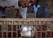 Bapanas Intervensi Pasar untuk Stabilkan Harga Ayam dan Telur