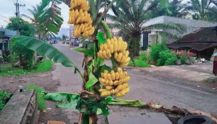 Warga Agam Tanam Pohon Pisang Protes Kerusakan Jalan