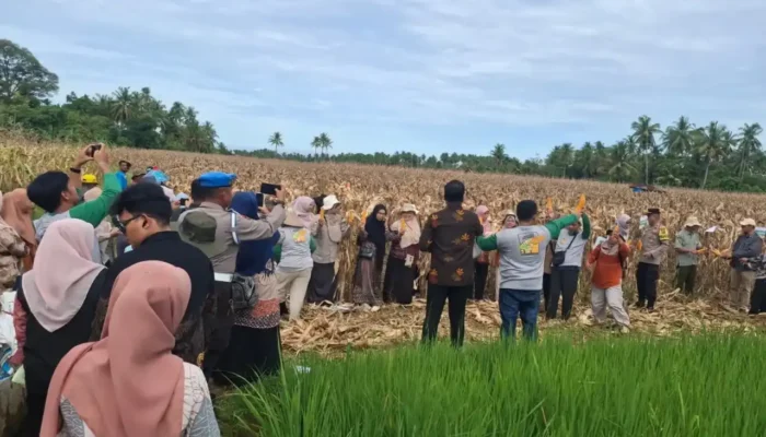 Petani Padang Sukses Panen Jagung di Lahan Bekas Banjir