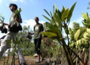Reformasi Dana Insentif Fiskal Dorong Penghargaan untuk Daerah Hijau