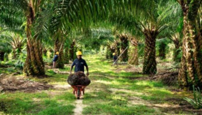 Realisasikan 73,5% Capex 2026, Simak Prospek dan Rekomendasi Saham ANJT