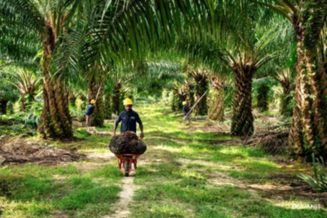 Papan informasi perdagangan saham PT Austindo Nusantara Jaya Tbk (ANJT) di Bursa Efek Indonesia