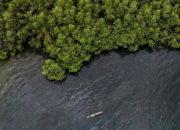 BNI Tanam 258 Ribu Bibit Mangrove untuk Kelestarian Ekosistem Pesisir
