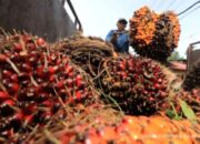 Saham Emiten CPO Menguat, Simak Rekomendasi dan Prospeknya Hari Ini