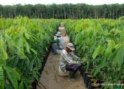 Bakrie Sumatera Plantations Resmi Terbitkan 14,50 Miliar Saham Baru via Private Placement
