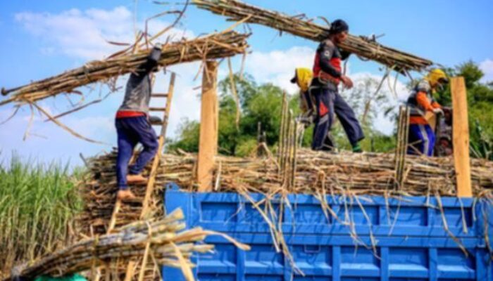 Pemerintah Tegaskan Kewajiban Industri Gula Miliki Kebun Tebu Sendiri