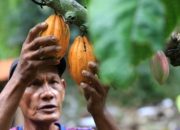 Sulawesi Tengah Ajak Investor Bangun Industri Hilir Kakao
