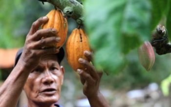 Sulawesi Tengah Ajak Investor Bangun Industri Hilir Kakao