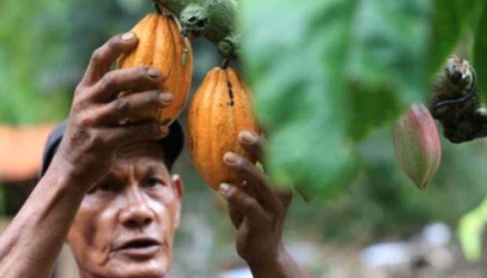 Sulawesi Tengah Ajak Investor Bangun Industri Hilir Kakao