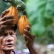 Pekerja sedang memanen biji kakao di perkebunan wilayah Sulawesi Tengah