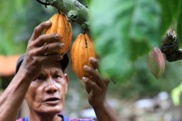 Pekerja sedang memanen biji kakao di perkebunan wilayah Sulawesi Tengah