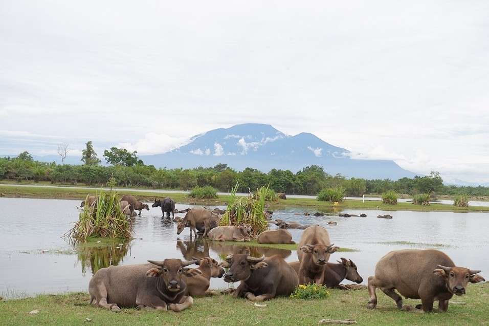 Pantai Maligi Pasaman Barat Foto:Internet