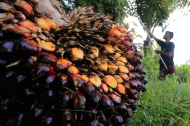 Tumpukan tandan buah segar kelapa sawit di perkebunan untuk bahan baku minyak goreng
